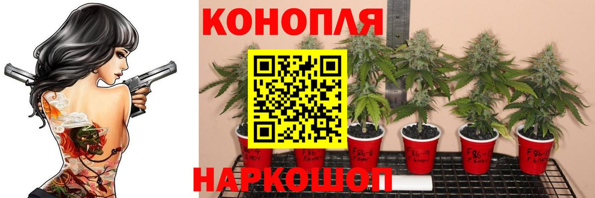 Ялта  Шишки марихуана планчик  Шишки марихуана тримм  МАРИХУАНА индика  Вход с VPN 